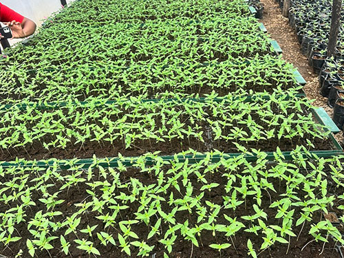 Seedlings